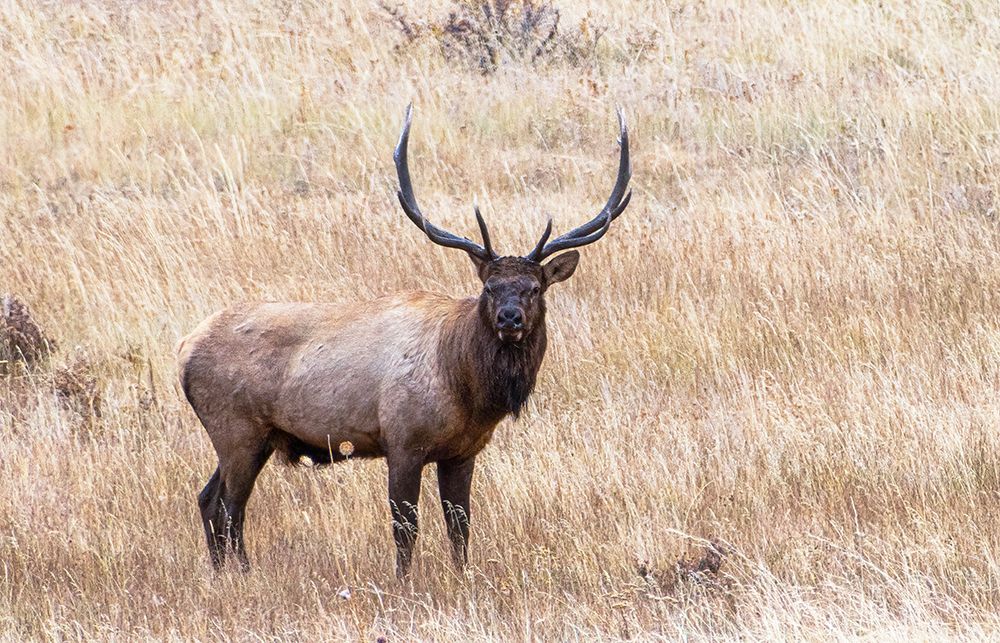 USA-bull elk